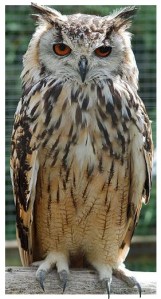 Εικόνα μπούφος