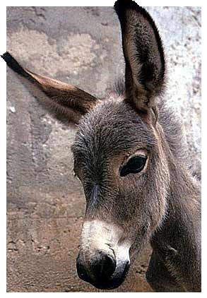 Εικόνα Γάιδαρος