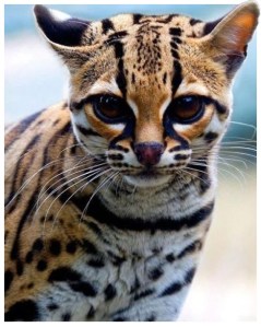 Εικόνα Γάτα με ρίγες τίγρη