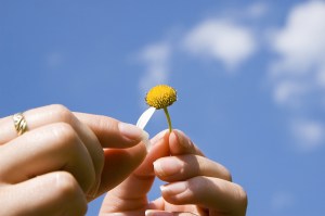 Εικόνα Μαδημένη Μαργαρίτα