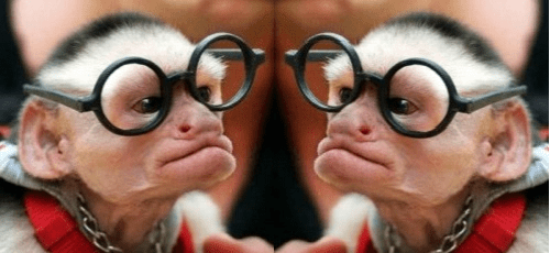 Αντικρυστές Μαϊμούδες με Γυαλιά