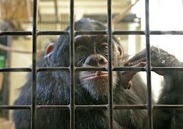 Εικόνα Μαΐμού πίσω από κάγκελα