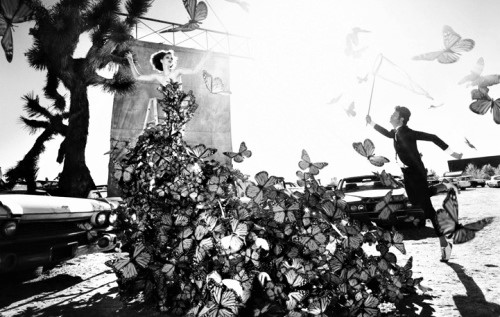 Κυνηγώντας πεταλούδες